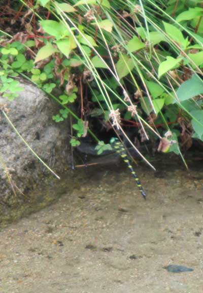 オニヤンマが産卵